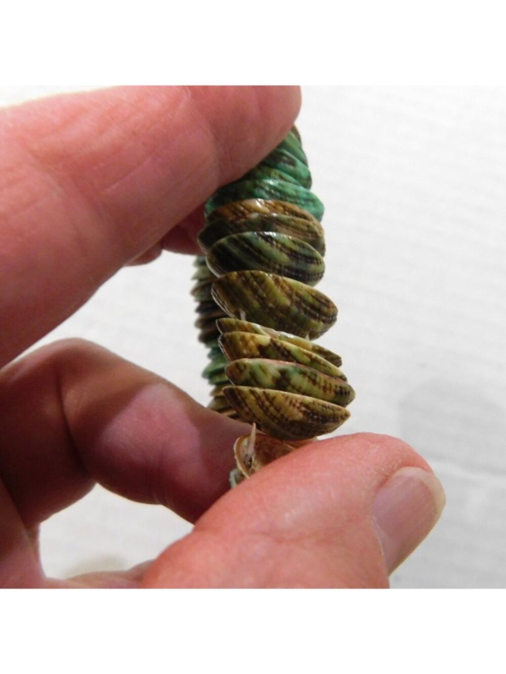 Vintage Stacked Shells Bracelet Green Brown 3/4 Inch Stretch Fits Most Wrists - Picture 5 of 6